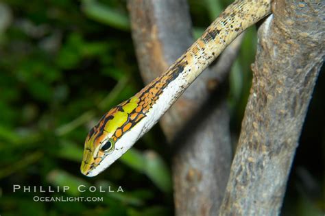 twig snake thelotornis capensis oatesii photo