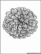 Zinnia Flower Pages Coloring Getcolorings Zinnias Tattoo Sketch sketch template