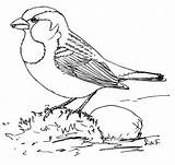 Coloring Pages Sparrow Printable House Sparrows Bird Supercoloring sketch template
