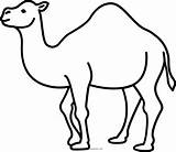 Camel Cammello Stampare Ganado Line Pngkey Automatically Template sketch template