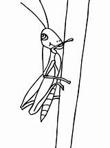 Heuschrecke Sprinkhaan Kleurplaat Heuschrecken Ausmalbilder Ausmalbild Grasshopper Sprinkhanen Malvorlage sketch template