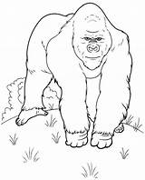 Gorilla Gorille Rampage Grodd Ausmalbild Silverback Kostenlos Gorilas Coloriages sketch template