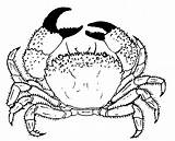 Cangrejo Crabe Dibujos Crab Coloring sketch template