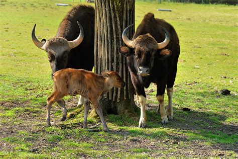 gaur reserve zoologique de la haute touche