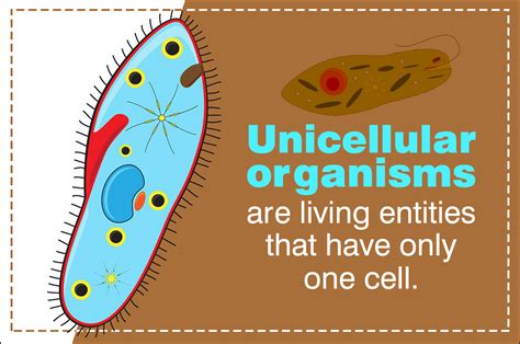 unicellular organisms biology wise