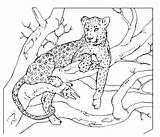 Leopardo Sdraiato Tronco Coloradisegni Lying Stampare Schizzi Pages2color Uccelli Cheetah Adulti Albero Libri sketch template