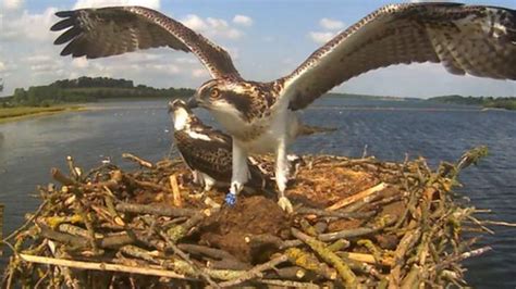 rutland water osprey project marks 20 years bbc news