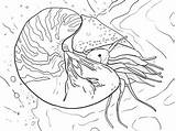 Nautilus Coloring Pages Chambered Printable Pompilius Cuttlefish Colouring Supercoloring Squid Drawing Categories Snail Template Skip Main sketch template