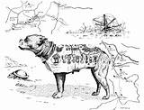 Stubby Dog Ct History Military sketch template