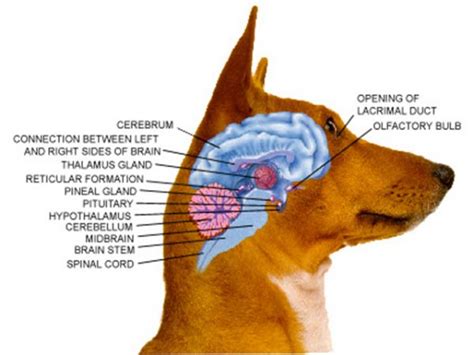 hersenen en ontwikkeling gedrag bij honden toscanzahoeve