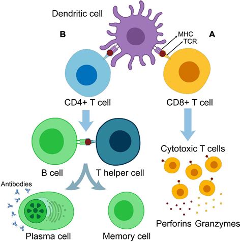 frontiers insights  dendritic cells  cancer immunotherapy  bench  clinical