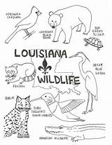 Coloring Pages Wildlife Louisiana Swamp State Bird Color Cajun Kids Printable Animals Flag Preschool Print Florida Lesson Small Arizona Vector sketch template