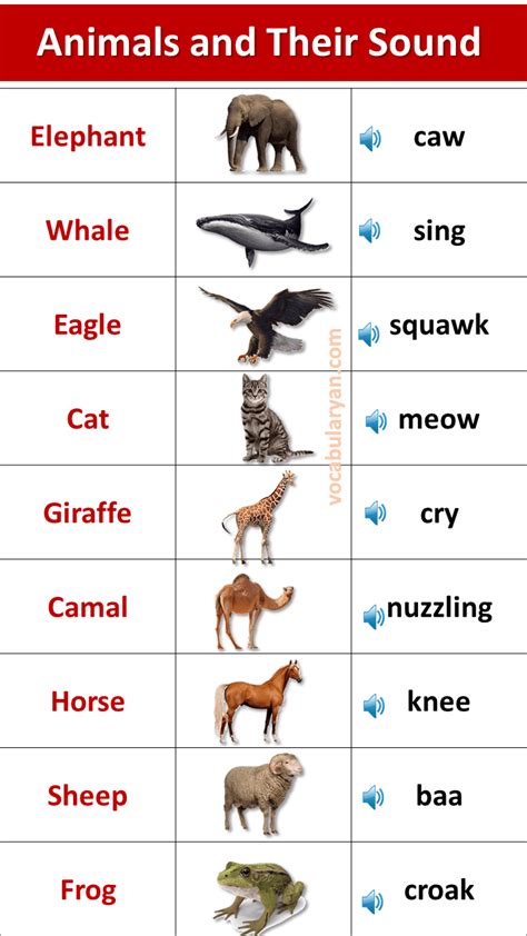 animal sounds list  english vocabularyan