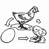 Hatching Drawing Coloring Pages Getdrawings Egg sketch template