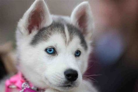 cute alaskan husky puppies  blue eyes xjpg  pretty huakya pinterest