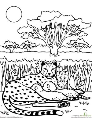 color  cheetah family worksheet educationcom coloring pages