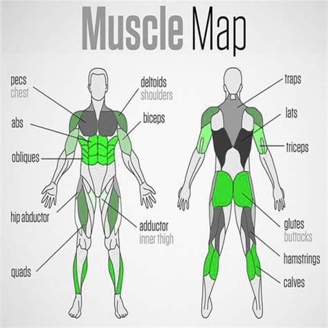 full body muscle map healthy fitness trainings plan sixpack ab