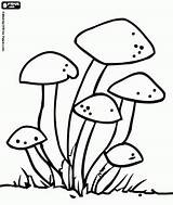 Coloring Fungi Mushroom Pages Colouring Mushrooms Color Oncoloring Crafts sketch template