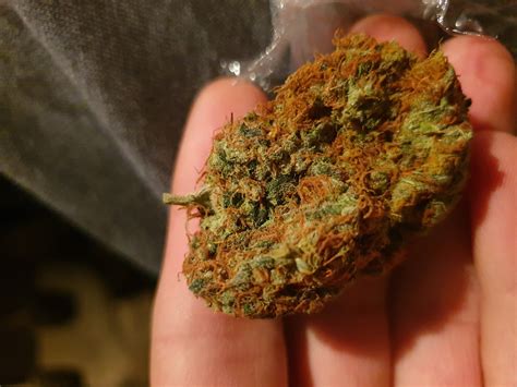 orange bud marijuana strain information reviews allbud
