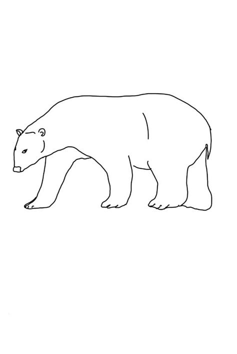 polar bear coloring page kids play color