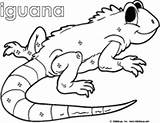 Iguana Preschool Activities Itch Kidssoup Craft sketch template