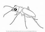 Beetle Tiger Drawing Draw Beetles Drawingtutorials101 Step Tutorials sketch template