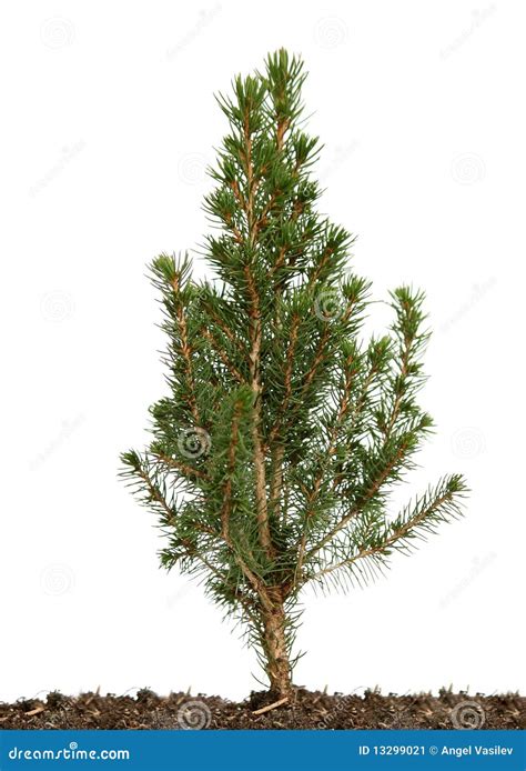 small green tree stock image image  concept love