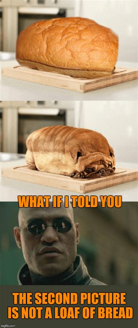 loaves  bread imgflip