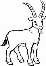 Steinbock Goat Goats Billy Cabras Capra Mewarnai Koza Kolorowanka Kolorowanki Domba Colorare Selvatica Kozy Gruff Ibex Sketsa Ausmalbild Supercoloring Stambecco sketch template