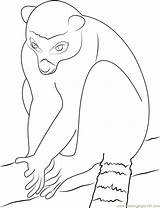 Coloring Lemur Look Pages Coloringpages101 Printable sketch template
