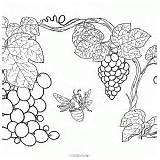 Coloring Grapevine Viburnum Bush sketch template