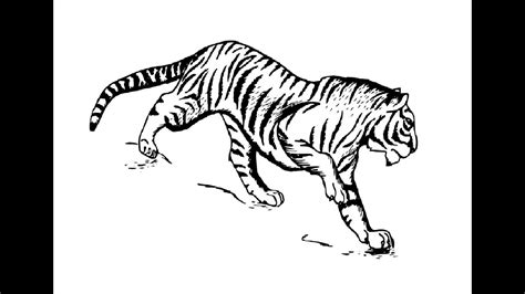 draw roaring siberian tiger pencil drawing step  step youtube
