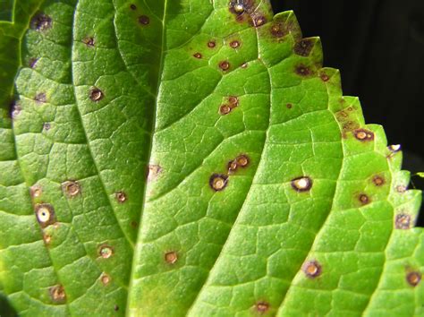 leaf spots    fungal disease gardening   panhandle