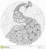Coloring Pages Peacock Mandala Adult Animals sketch template