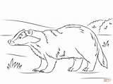 Badger Coloring Pages European Printable Drawing Cute sketch template