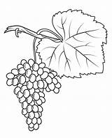 Anggur Grapes Weintrauben Mewarnai Kolorowanki Fiano Vine Vitigno Daun Uvas Winogrona Buah Uva Trauben Ausdrucken Kartun Dibujo Druku Kleurplaten sketch template
