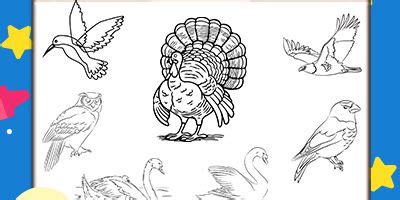 printable bird coloring pages  kids