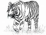Coloring Animal Pages Realistic Real Tiger Printable Color Getdrawings Lsu Getcolorings Drawing Print sketch template