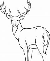 Deer Coloring Pages Buck Whitetail Printable Outline Drawing Colouring Male Kids Alpha Cute Hunting Adult Mule Antlers Chevreuil Dessin Face sketch template