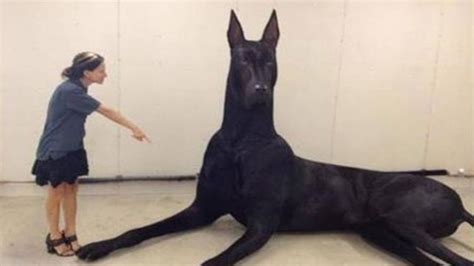 biggest dog breeds   world