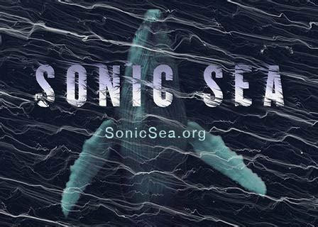 sonic sea   whale museum san juan update