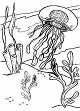 Coloring Jellyfish Pages Kids Colouring Printable Book Sheets Print Color Animal Ocean Animals Books Designs Underwater Life Library Clipart Comments sketch template