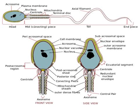 Physiology Of Male Reproductive System Assignment Help
