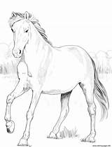 Coloring Mustang Pages Horse Spanish Printable sketch template