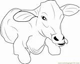 Cow Coloring Baby Pages Color Cows Coloringpages101 Printable Kids Colouring Cartoon Print Animal Choose Board sketch template