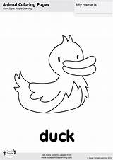 Duck Albanysinsanity sketch template