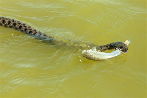 foto bagaimana  ular mengambang  air