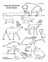 Coloring Mammals Prairie Pdf sketch template
