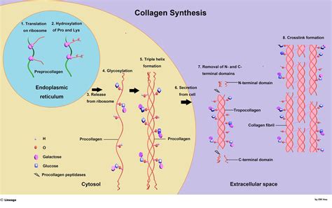 collagen biochemistry medbullets step