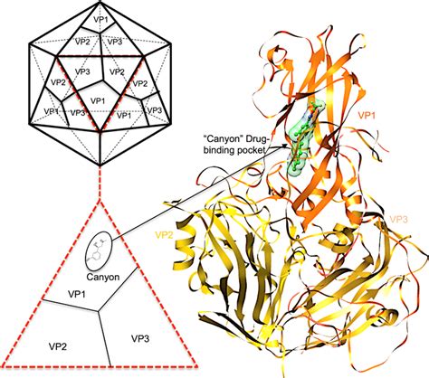 Structure Of Icosahedral Viral Capsid Demonstrating The Unique Vp1–vp3